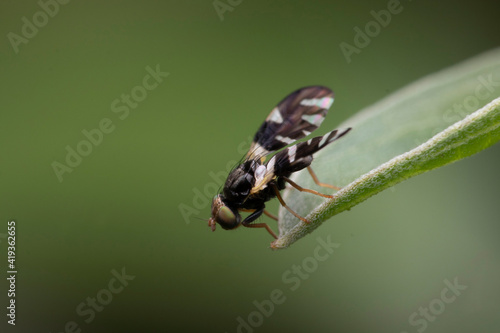 fly on leaf © armifauzi