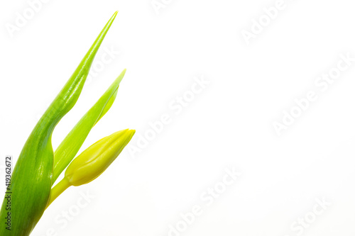 White tulip bud isolated on the white background