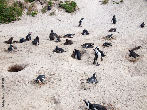 South African penguins nesting on the beach