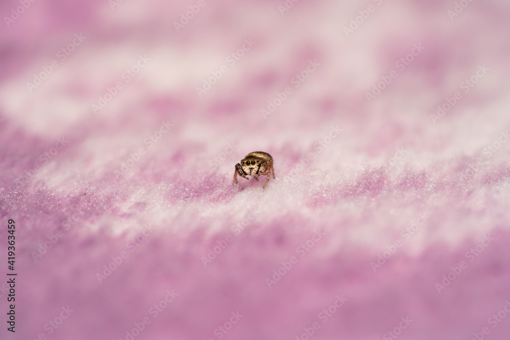 Obraz premium Tiny jumping spider lost in a lint forest of a pink cloth looking at the camera 