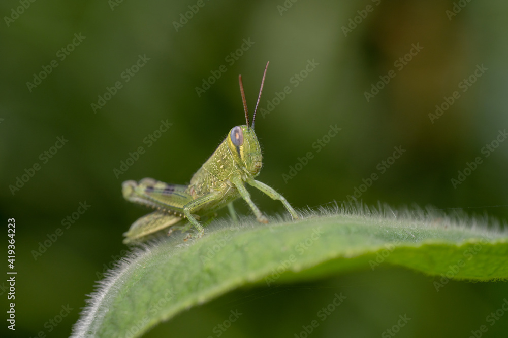 Naklejka premium Greengrasshopper on a fluffy leaf