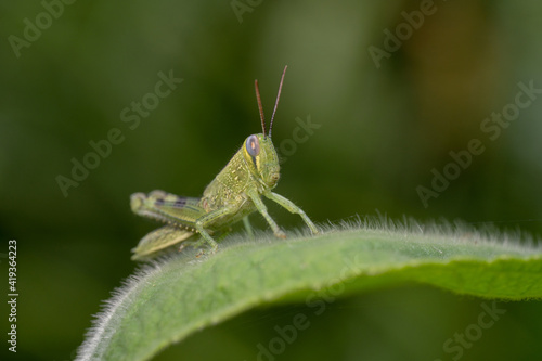 Greengrasshopper on a fluffy leaf