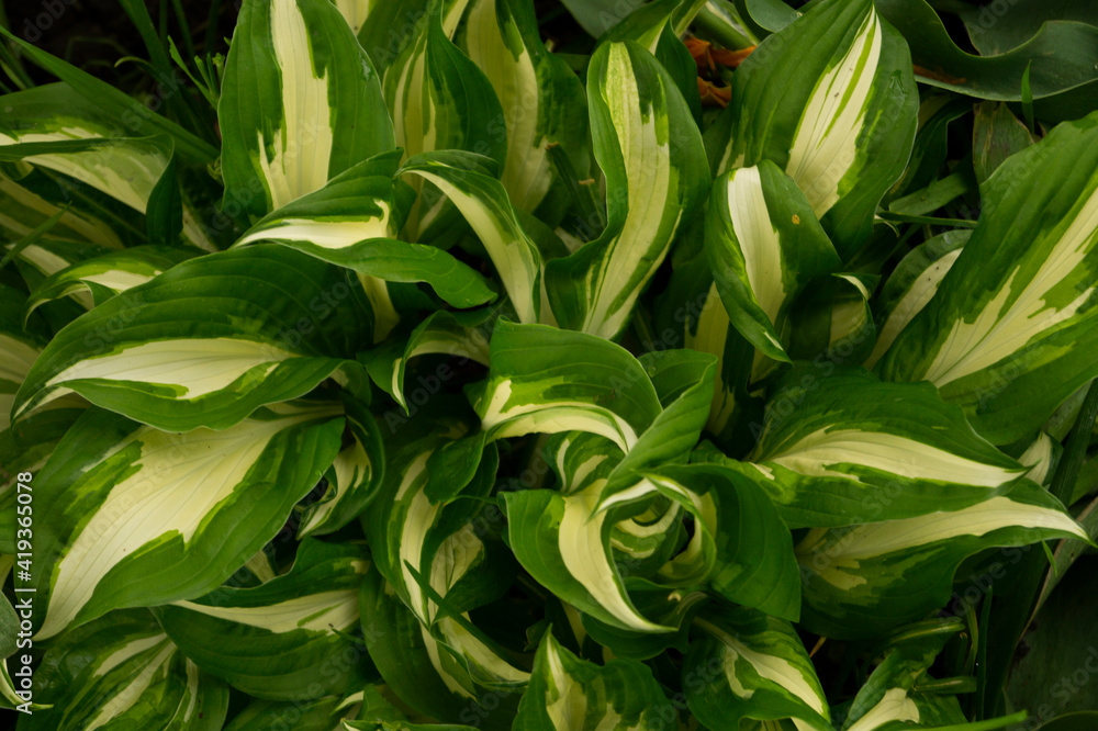 Fototapeta premium Hosta, flower in the garden, ornamental flowerbed plant with beautiful lush leaves. Photo in the natural environment.