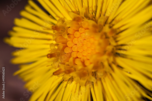 Coltsfoot flower in the forest  macro