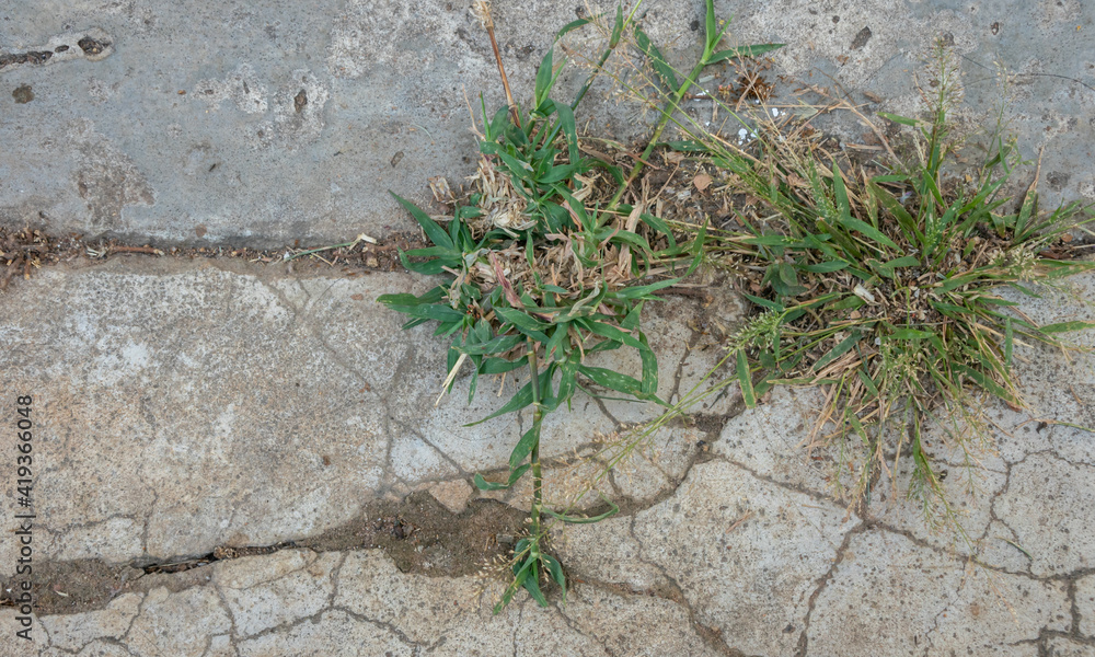 Naklejka premium Green grass growing from concrete crack with ants and dust. Selective focus.
