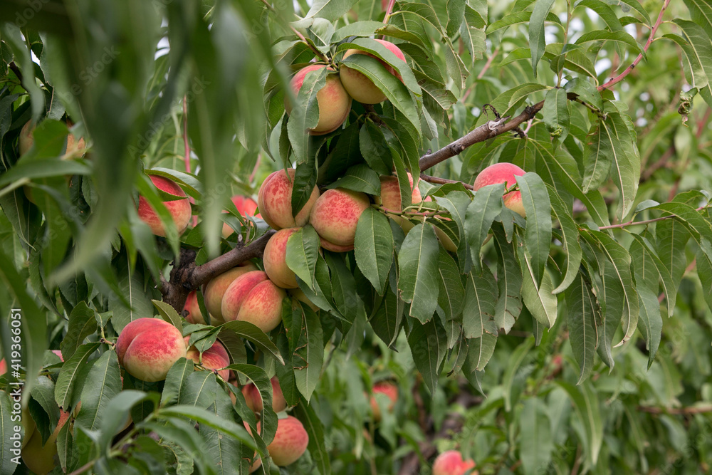 Branch of peach tree
