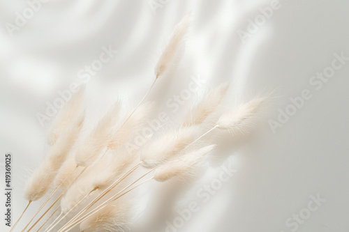 Brown bunny tail grass on grey background, copy space, dried lagurus grass photo
