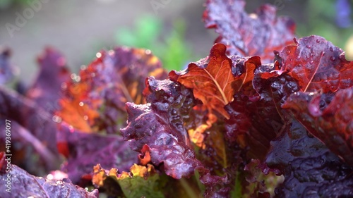 Lettuce in the garden. Red lettuce leaves on the beds in the vegetable field. Gardening background with salads in the open field, close-up. Lactuca sativa purple leaves, close-up