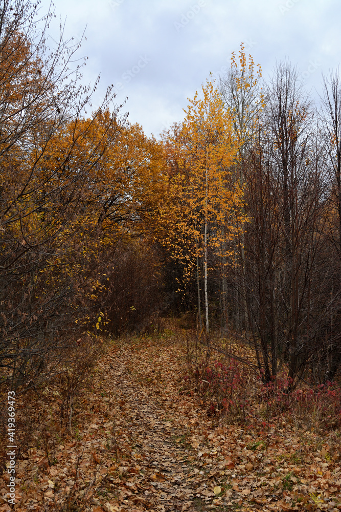 The path with fallen leaves in the autumn forest The path with fallen leaves in the autumn forest