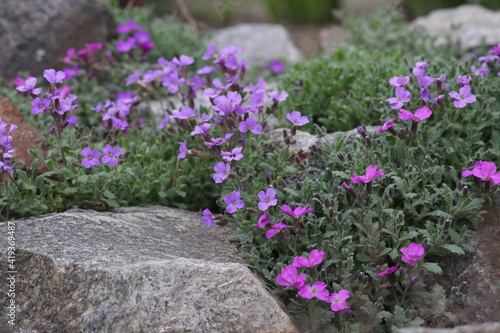 flowers in the garden