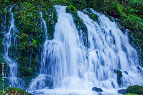 Fototapeta Naklejka Na Ścianę i Meble -  伏流水の豊富な滝
