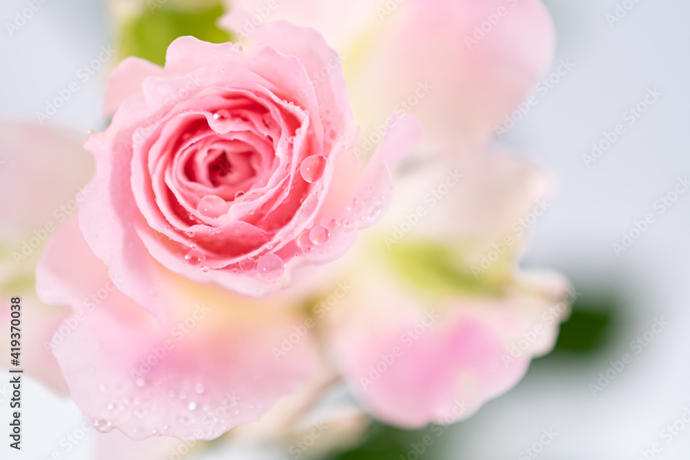 Obraz premium 薔薇15