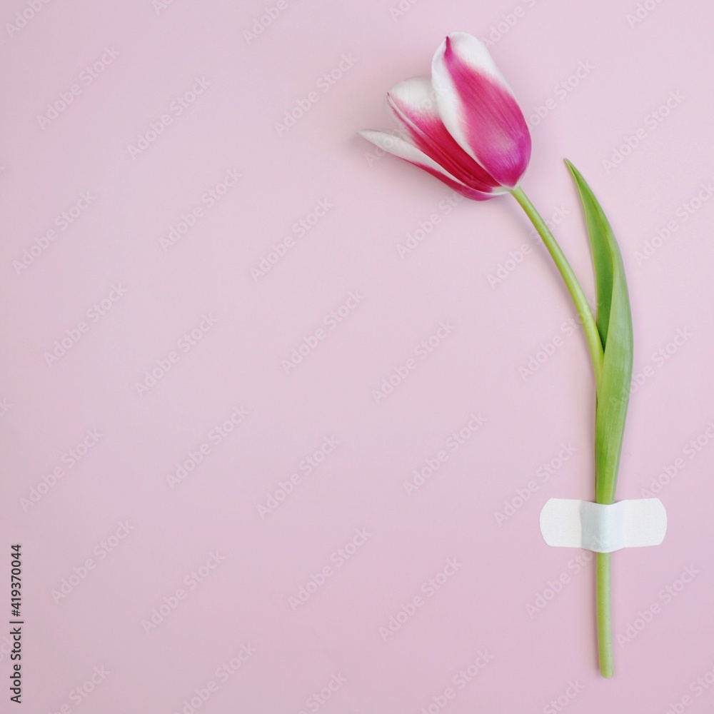 pink tulip on pink background
