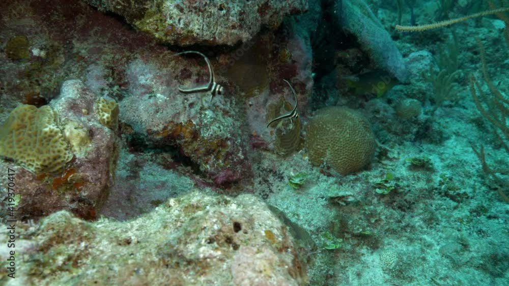 Close-Up: Tiny Fish Swimming Against Coral Reef In Ocean Close-Up: Tiny Fish Swimming Against Coral Reef In Ocean