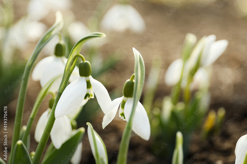 Beautiful snowdrops outdoors, closeup with space for text. Early spring flowers Beautiful snowdrops outdoors, closeup with space for text. Early spring flowers