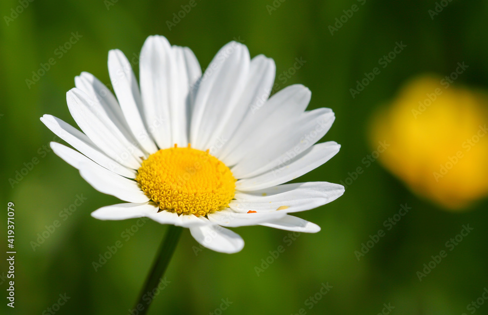 Spring, summer white daisy flower closeup on green background Spring, summer white daisy flower closeup on green background