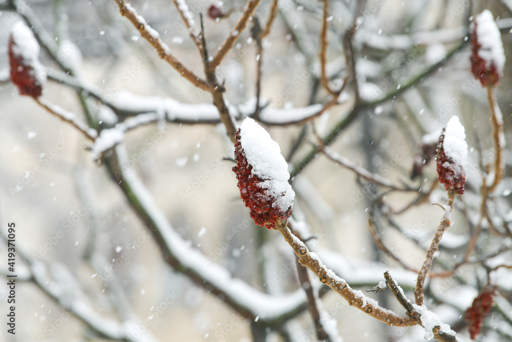 Winter snowfall. Close up photo of the plants made by Rhus typhina (velvet sumac) ornamental tree.
