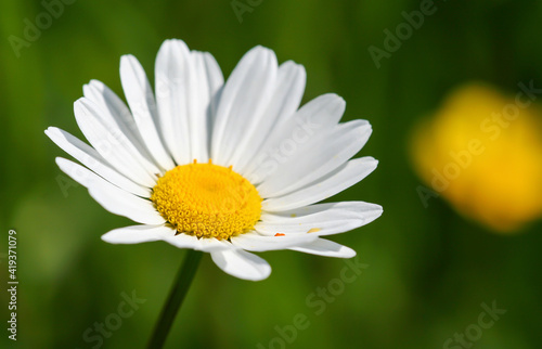 Spring  summer white daisy flower closeup on green background