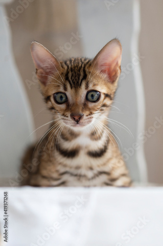 Bengal Kitten