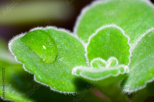 Macro of dew drops on leaves of patchouli.
