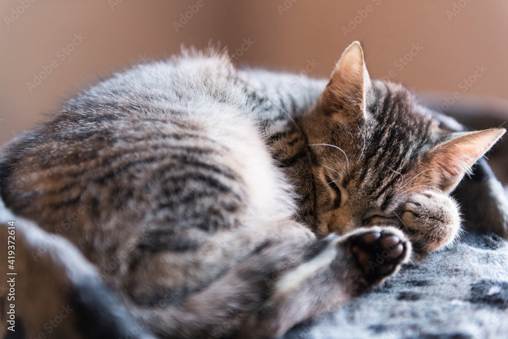 Schlafende kleine getigerte Katze Schlafende kleine getigerte Katze