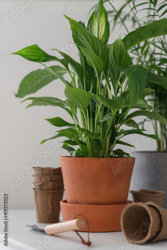 Home green plants in ceramic pots. The interior of the house. Home plant growing 