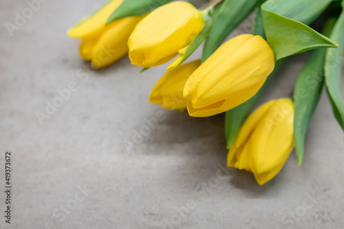 Beautiful yellow tulips on a gray textured background, on a dark gray marble. Bouquet of yellow flowers with green leaves on a gray background. Spring yellow-gray-green bouquet.