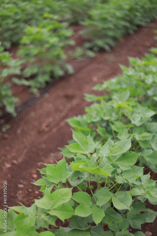 Obraz premium Flowering cotton gardens that have not yet been cotton