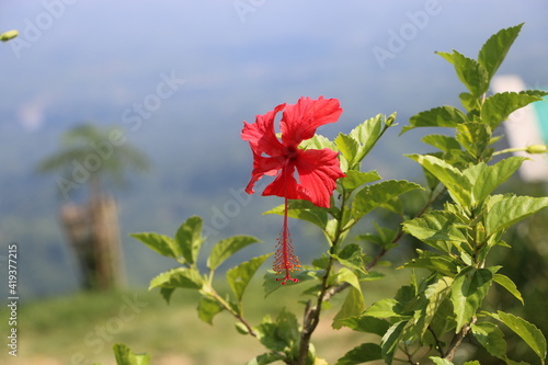 Red jaba flower on mountain