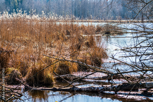 sonniger, lichter Tag, Frühlingsbeginn  im Naturschutzgebiet Pfrunger Ried photo