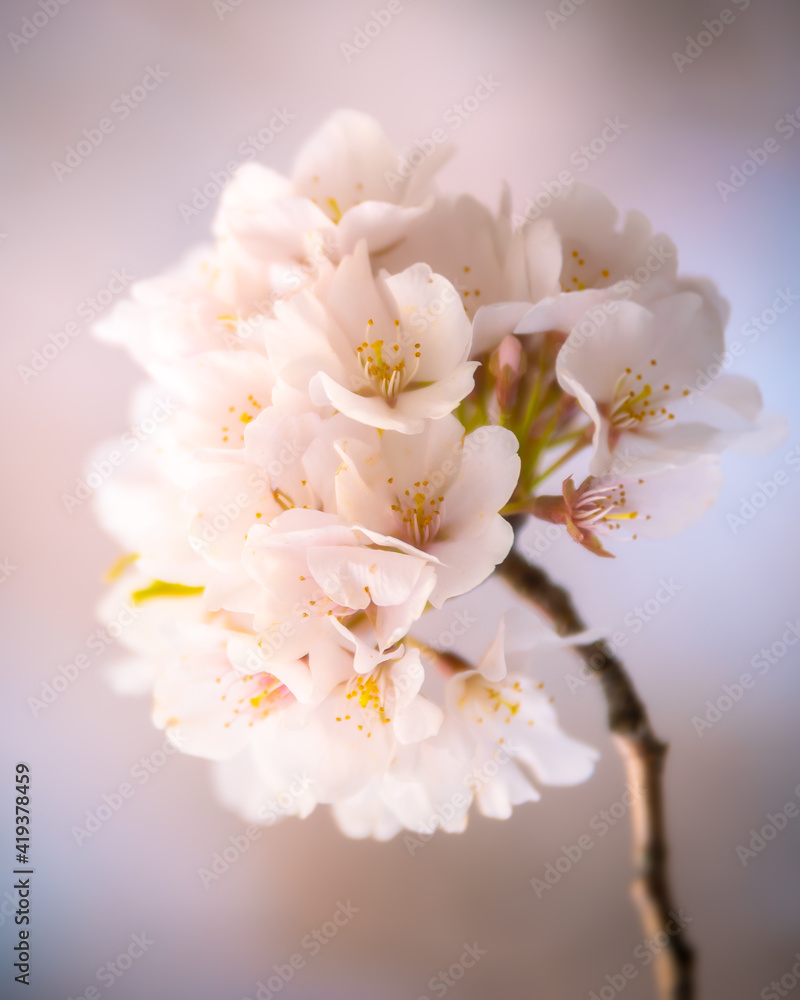 A closeup of the famous Cherry Blossoms of Washington DC under soft morning light. A closeup of the famous Cherry Blossoms of Washington DC under soft morning light.