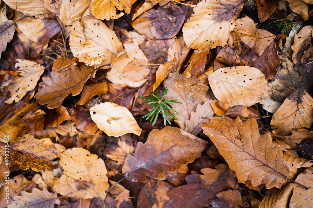 Herbstblätter