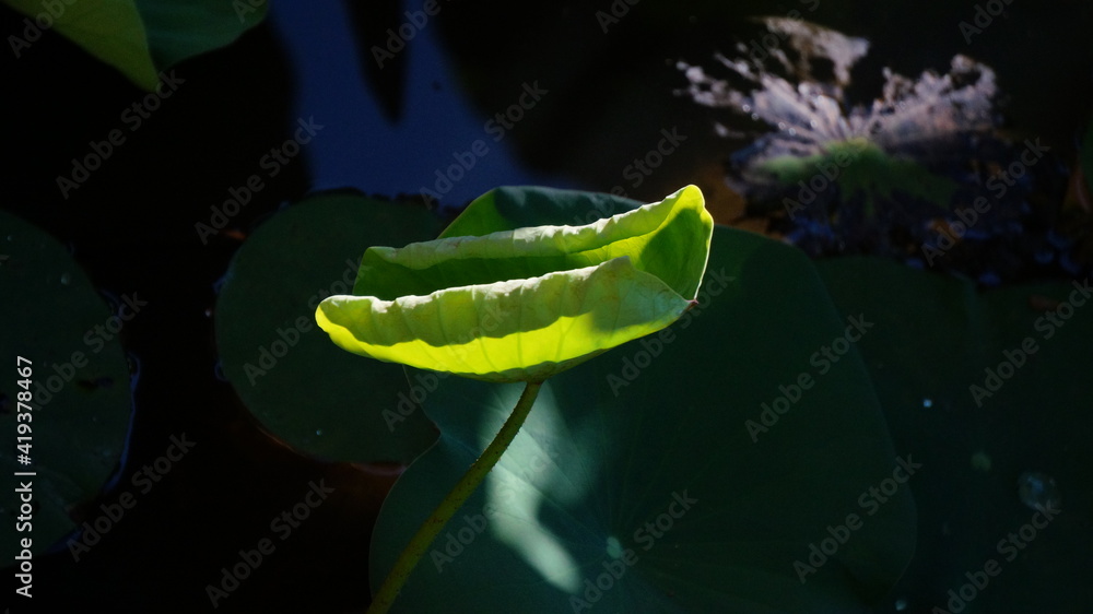 Fototapeta premium leaf