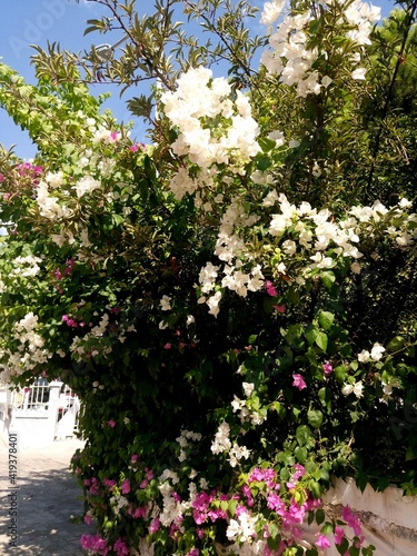 blooming tree