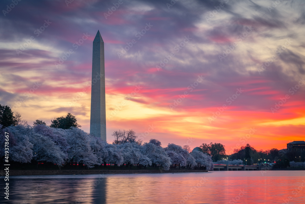 A colorful sunrise over the Tidal Basin featuring the iconic Spring Cherry Blossoms of Washington DC.