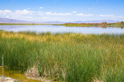 Lake Havasu National Wildlife Refuge in Arizona  USA