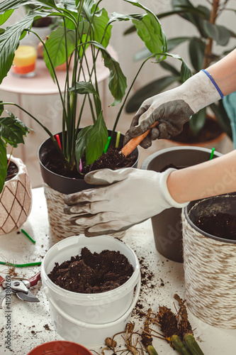 Plant transplant, woman care houseplant and transplanting plant