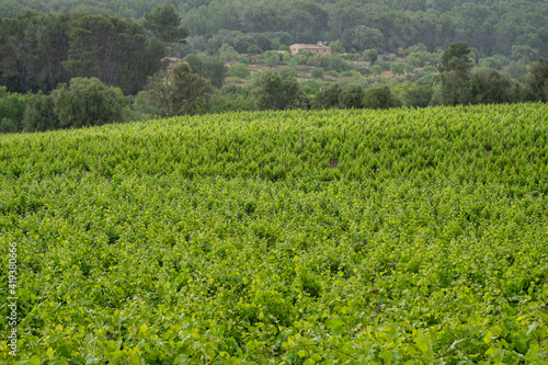 plantacion de viñedos bajo la lluvia, Algaida, Mallorca, Balearic Islands, Spain