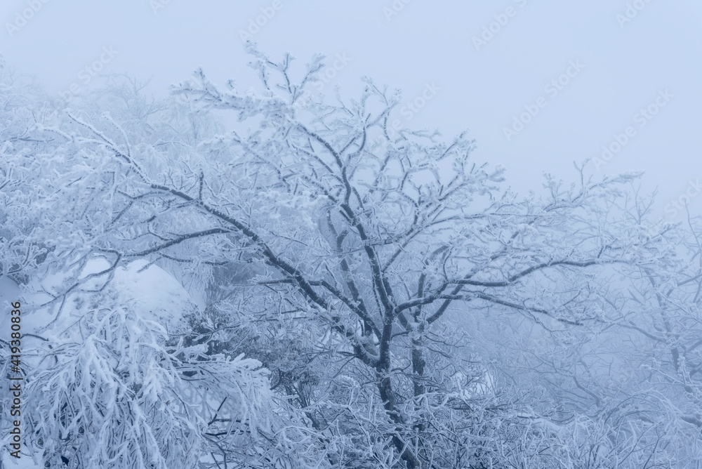 custom made wallpaper toronto digitalA total whiteout atop the summit of Mary's Rock in Shenandoah National Park during the winter.