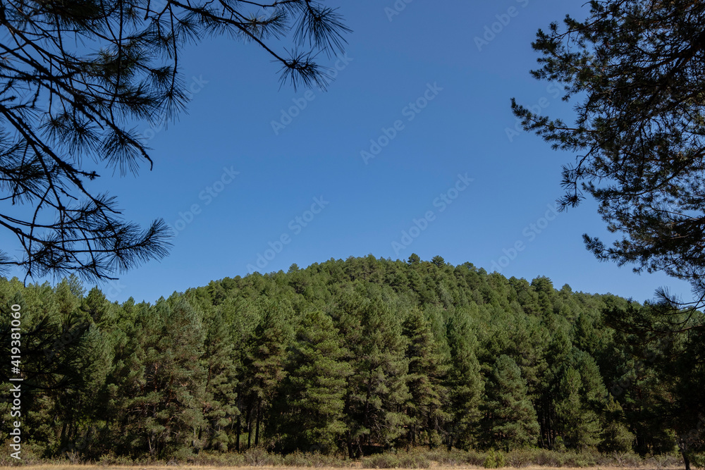 pinar, Parque Natural del Cañón del Río Lobos, Soria, Comunidad Autónoma de Castilla, Spain, Europe