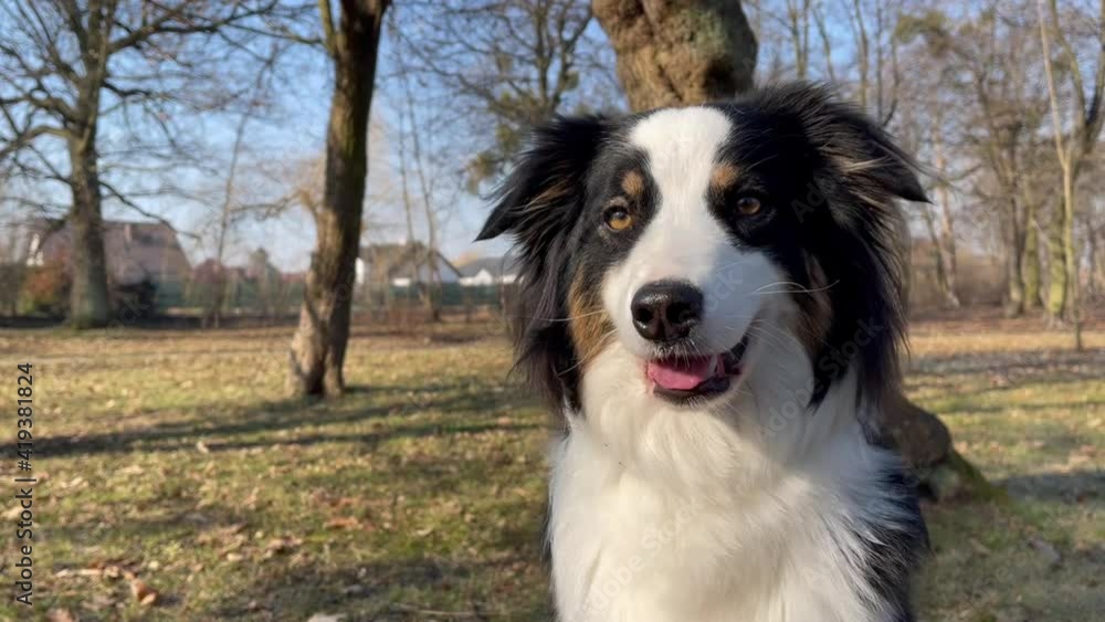 Australian Shepherd Dog walks at spring park. Portrait of happy Aussie at outdoors sunny day. Australian Shepherd Dog walks at spring park. Portrait of happy Aussie at outdoors sunny day.