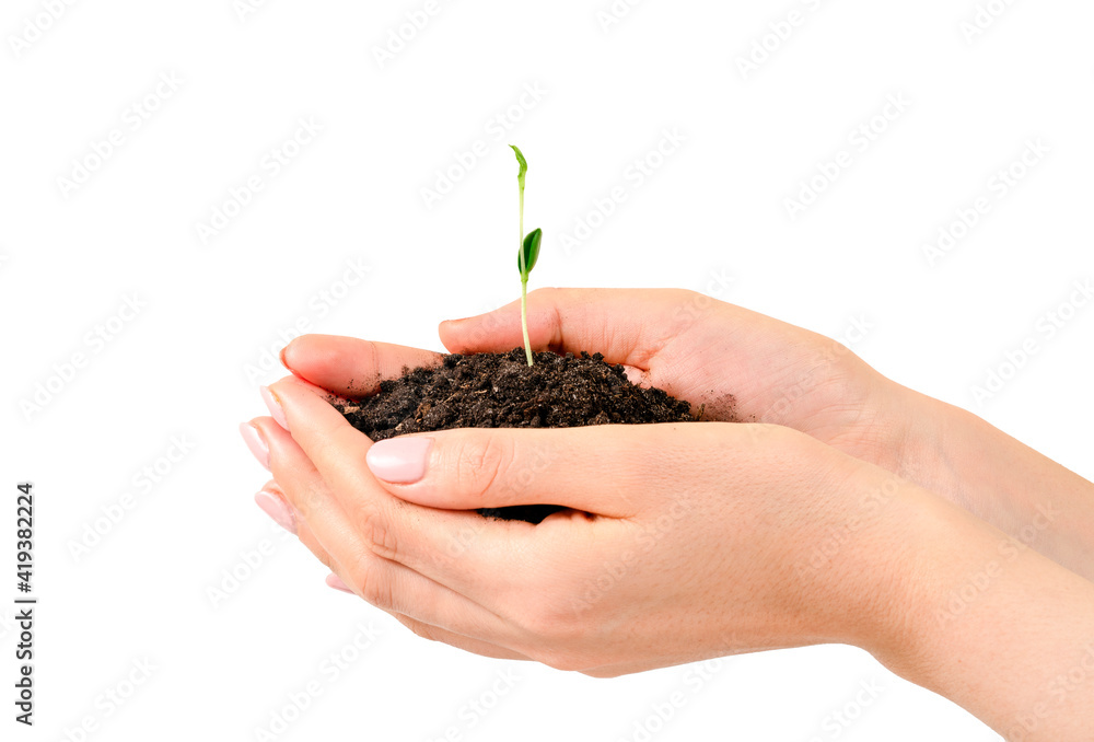 Little Plant Growth In A Woman Hands Little Plant Growth In A Woman Hands
