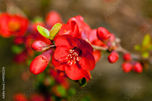 Red springtime blossoms
