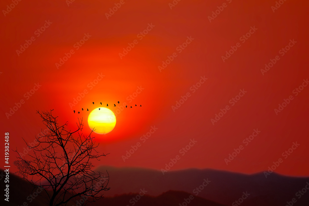 Obraz premium Beautiful sunset back silhouette birds flying and dry trees in the dark red sky mountain