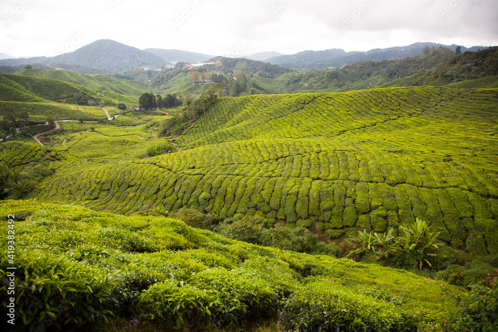 tea plantation malaysia cameron highlands tea plantation malaysia cameron highlands