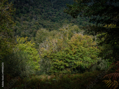 Robledal de Ucieda, parque natural del Saja-Besaya, Cantabria, Spain