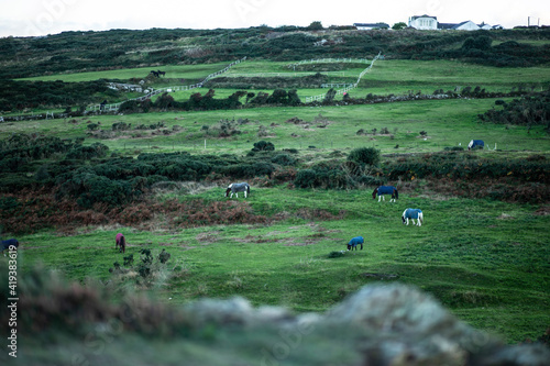 Irish farmland with cows.