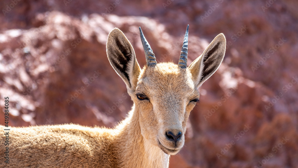 Isolated close up portrait of a young mountain goat in the wild- Southern Israel Isolated close up portrait of a young mountain goat in the wild- Southern Israel