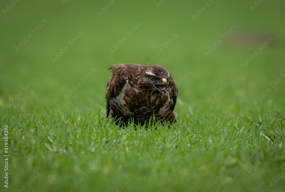 Bussard auf Wurmjagd / Buzzard Bussard auf Wurmjagd / Buzzard