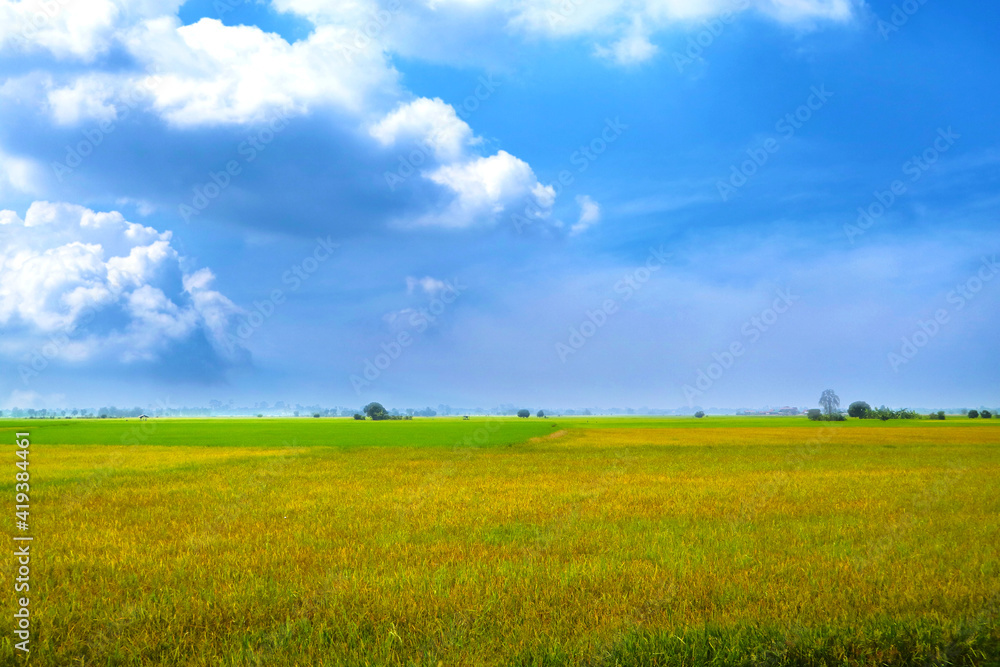 Obraz premium beautiful agriculture jasmine rice farm in the morning dark blue sky white cloud in rainy